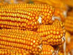 河南玉米种子价格高的有哪些优势？我们一起了解下