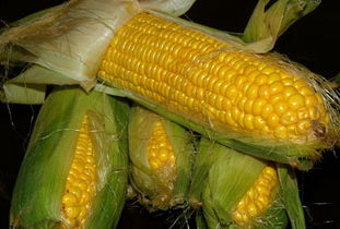 沈阳河南优良玉米种是什么？