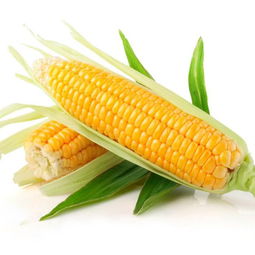 沈阳河南玉米种子价格高的品种有哪优势？