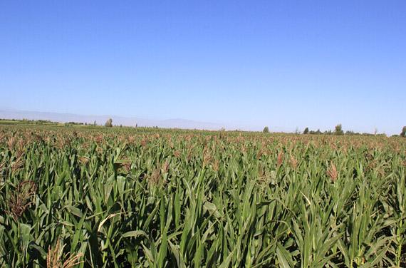 青贮玉米种子如何培育才可以提高产量